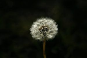 pierre bamin iKVWmVExlY unsplash