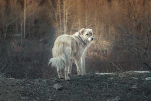 mahdi bafande 59zCZ2pVC9Y unsplash